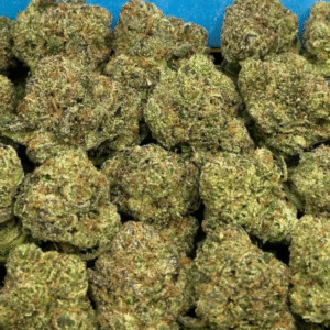 Orange Push Pop SM (Indica)